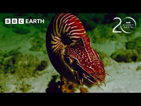 The Extraordinary Adaptations of a 500 Million Year Old Species | BBC Earth thumbnail