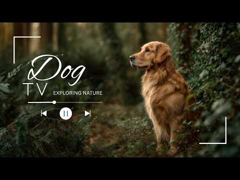 Stimulating Virtual Nature Walks for Dogs at Home Relaxation thumbnail