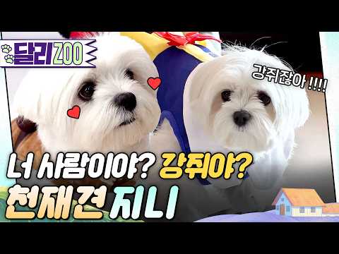 [🐕#달리ZOO] 아무래도 전생에 사람이었던 게 분명함. 세상 '지니'어스한 강쥐 '지니'를 소개합니다🩷  #TV동물농장 #달리 #DALI thumbnail