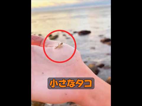 タコは一度に何個の卵を産むことができるのか？ #自然 #動物プロダクション #animals #動物 #癒し thumbnail