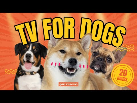 THE BEST Fun Relaxing Virtual TV Adventures for Dogs WITH Calming Music thumbnail