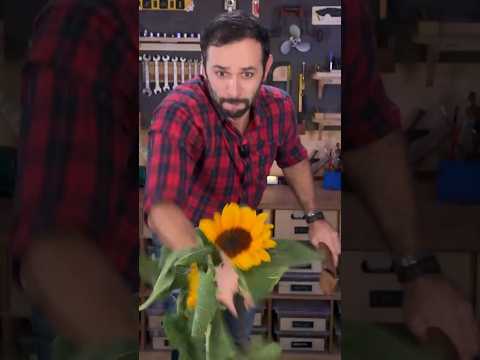 O GIRASSOL NÃO é uma FLOR! thumbnail