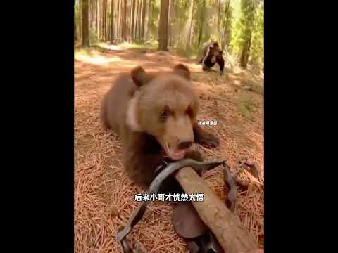 小哥野外游玩时发现一只不慎落水的小熊，后来它们建立起深厚友谊 thumbnail