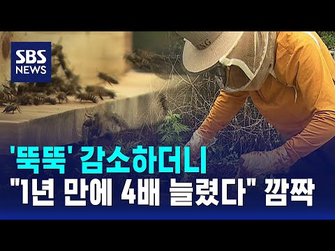 '뚝뚝' 감소하더니.."1년 만에 4배 늘렸다" 깜짝 / SBS thumbnail