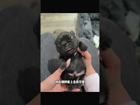 马路中央偶遇小狗，养大发现好可爱 thumbnail
