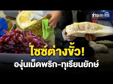 ไซซ์ต่างขั้ว! องุ่นเม็ดพริก-ทุเรียนยักษ์ l ตลาดข่าว - ข่าวเช้าเวิร์คพอยท์ l 28 พ.ค. 2569 thumbnail