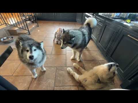 How To Make Your Dog Howl! thumbnail
