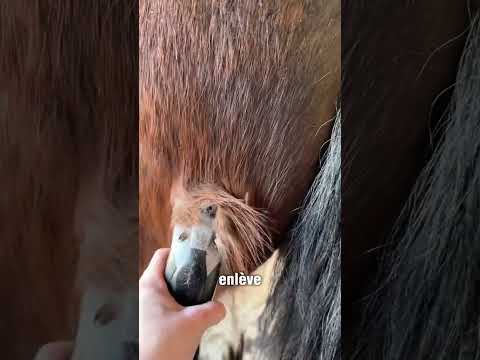 Toilettage de Alberto #toilettage #cheval thumbnail