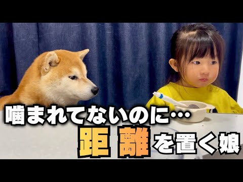 噛まれた訳じゃないのに、柴犬と距離を置くようになった2歳の娘… thumbnail