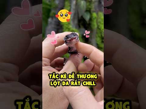 Bé tắc kè dễ thương lột da rất chill 😚👌 thumbnail