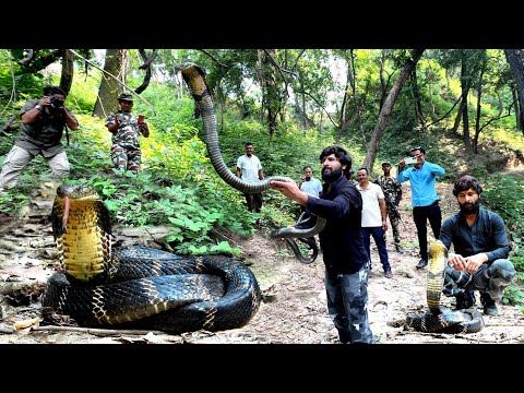 बेहद गुस्सैल रूप में किंग कोबरा का आक्रामक अंदाज देखकर, आपकी सांसे थम जाएंगी!?king Cobra Release thumbnail