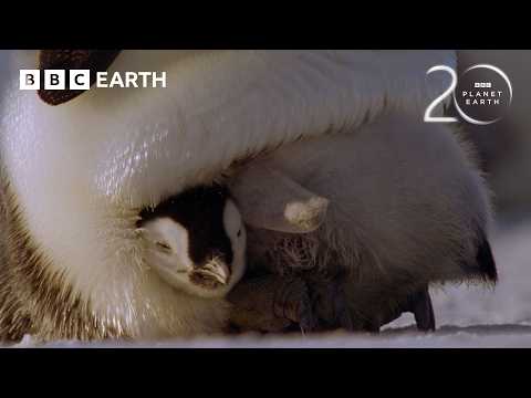 The Challenges of Raising Penguin Chicks | 20 Years of Planet Earth | BBC Earth thumbnail