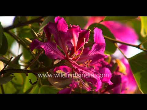Kachnar blossoms blooming in sunlight with bees visiting flowers thumbnail