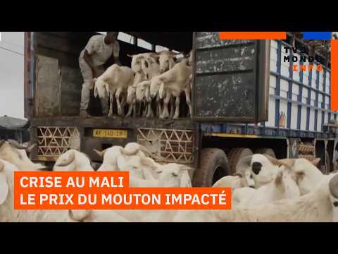 Tabaski : Le prix du mouton flambe à cause de la crise au Mali thumbnail