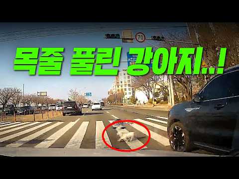 27224회. 신호에 따라 가는데ㅠㅠ 강아지가 나올 줄은 몰랐어요..! thumbnail
