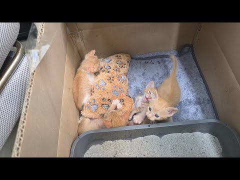 야옹이 입양해주세요 thumbnail