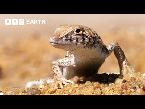A Journey Through the World's Deserts | BBC Earth thumbnail