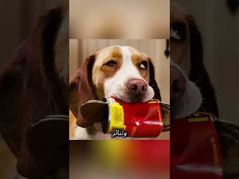 🐶💥 الكلب الخارق حطم كل شيء! thumbnail