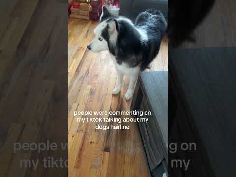 Are huskies drama queens? #dig #funny #husky thumbnail