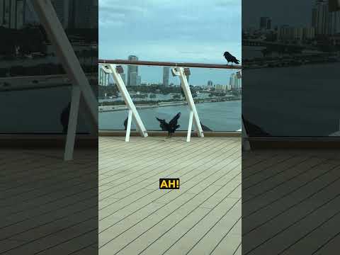Crow vs Glass - Ozzy Man Reviews thumbnail
