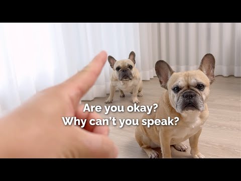 I don’t Talk To My Dogs But They Still Know. HOW?! thumbnail