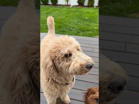 Dog math: refuses to go potty in the rain but will walk in it no problem😭 #doglife #dogs #dogcomedy thumbnail
