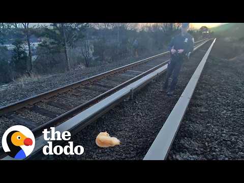 Injured Cat Saved From The Middle Of Train Tracks | The Dodo thumbnail