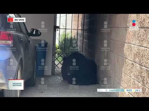 Enorme oso se atrinchera en domicilio de Monterrey | Noticias MTY segunda emisión thumbnail