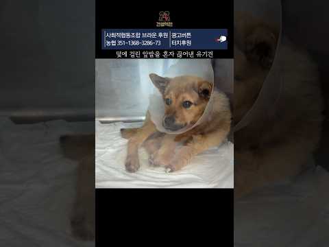 살기위해 덫에걸린 앞발을 모두 혼자 잘라냈지만 결국 안락사가 결정된 강아지 #유기견 #견생역전_소망이 thumbnail