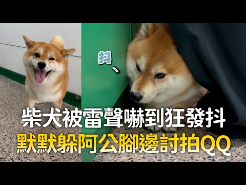 柴犬被雷聲嚇到狂發抖　默默躲阿公腳邊討拍QQ｜#寵物雲 thumbnail