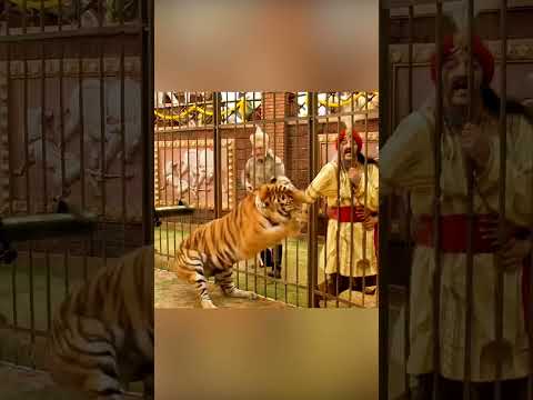 لم يكن هذا النمر خائفاً من البشر... بل من الوحدة. thumbnail