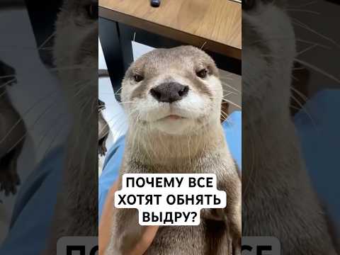 Выдра: Твой Новый Любимый Хищник thumbnail