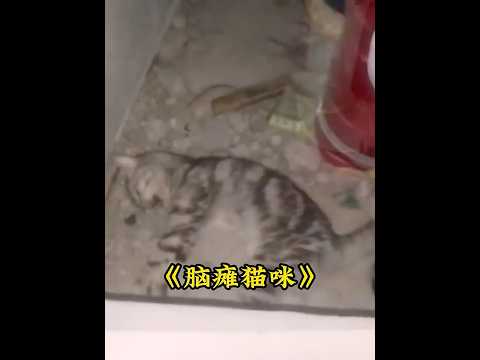 一只受伤的猫咪被人发现在消防道里，好心人将它送去医院救治 #animals #萌寵 #猫咪  #cats thumbnail