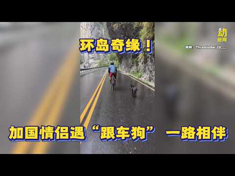 动新闻｜情侣台湾环岛骑行  自来狗爱相随 一路跟回加拿大 thumbnail