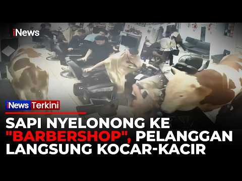 Kocak! Kabur dari Kurban, Sapi Ini Malah Masuk "Barbershop", Mau Potong Rambut? | iNews Terkini thumbnail