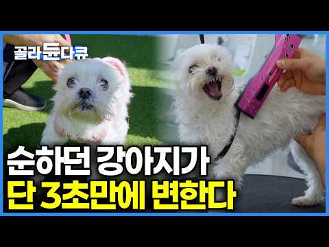 사진 한장으로 설명되는 애견미용사가 극한직업인 이유! 강아지 한 마리에 직원 3명 붙는다｜훈육 미용 24시｜극한직업｜#골라듄다큐 thumbnail