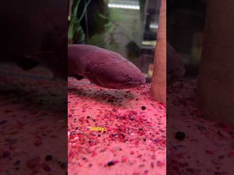 Electric eel eats EVERYTHING!! thumbnail