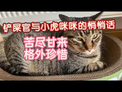 铲屎官与小虎咪咪的悄悄话，苦尽甘来，格外珍惜#cat #喵哥是萌新 #cute #养猫  thumbnail