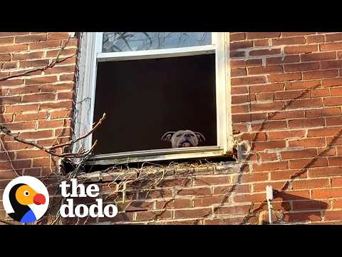 Pittie Asks People To Save Him From An Abandoned House | The Dodo thumbnail