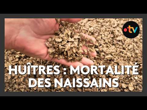 Huîtres. Forte mortalité des naissains sur le Bassin d'Arcachon thumbnail