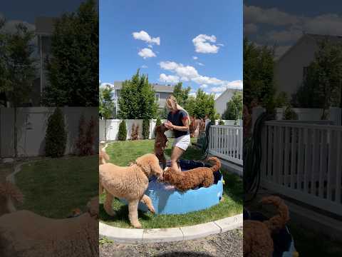 A full time job #dogs #dogcomedy #dayinthelife thumbnail