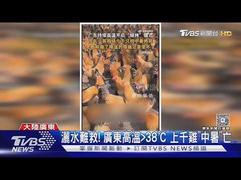 灑水降溫也救不了! 廣東高溫＞38℃ 上千雞「中暑」暴斃｜TVBS新聞 @TVBSNEWS01 thumbnail