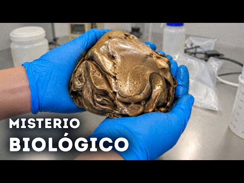 Esto está vivo: ¿qué encontraron realmente los buzos? thumbnail