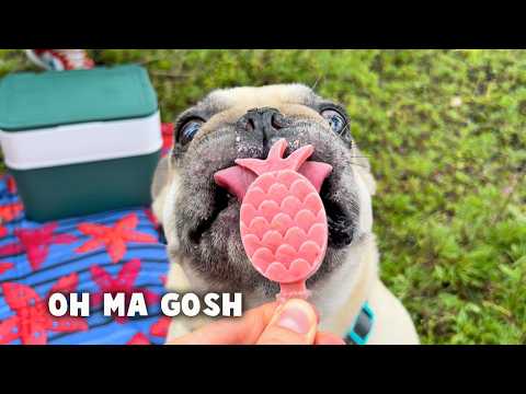 Making Ice Cream For Dogs What Can Go Wrong? Dog Ice Cream DIY ** TOO FUNNY thumbnail