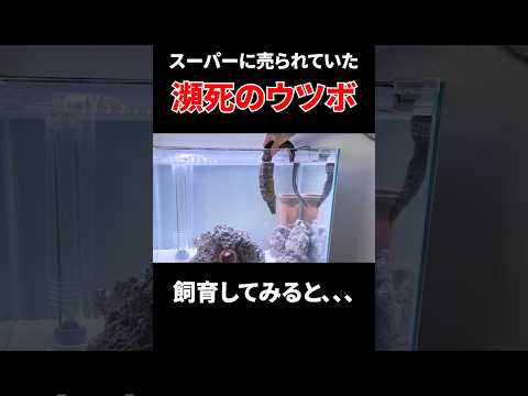 ［最後に重大告知］スーパーのウツボ飼育してみると、、、 thumbnail