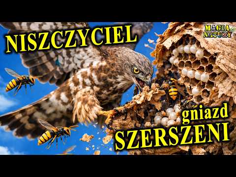 Jak Pożera Gniazda Os, Trzmieli i Szerszeni - TRZMIELOJAD thumbnail
