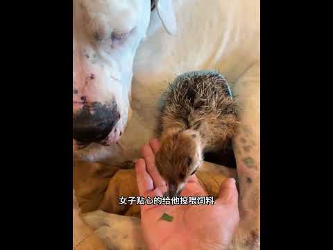女子意外捡到枚蛋，将其孵化后，把它当成孩子一样照顾！ #动物救助 #animals #寵物友善日常 #主人 #pets #搞笑 #感人壹幕 thumbnail