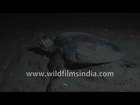 Olive Ridley Sea Turtle digging nest on Odisha beach under the Night Sky thumbnail