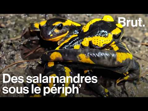 Les salamandres se cachent sous vos pieds thumbnail