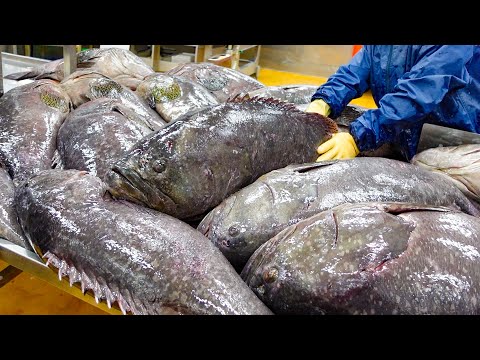 Monster Fish! Giant Grouper Cutting Processing Plant / 龍膽石斑加工廠 - Taiwan Seafood Factory thumbnail
